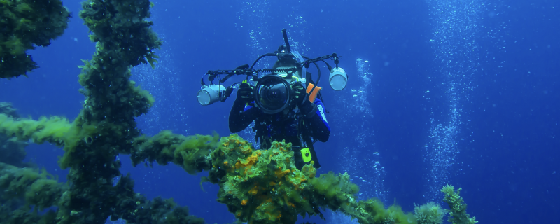 Marine and Natural History Photography